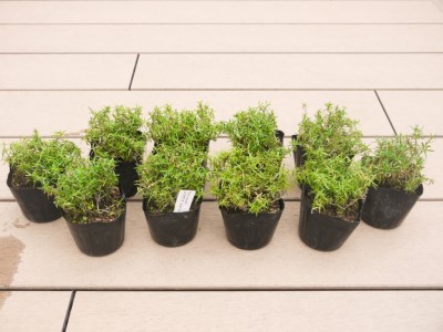 BS154_シバザクラ　スカーレット10個 花 苗 植物 家庭菜園 花壇 プランター ガーデニング 芝桜
