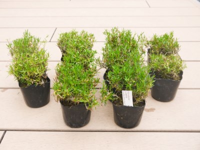 BS155_シバザクラ エメラルドクッションブルー10個 花 苗 植物 家庭菜園 花壇 プランター ガーデニング 芝桜