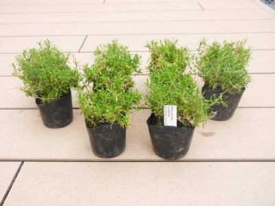 BS156_シバザクラ　ロンスドルファースコーン10個 花 苗 植物 家庭菜園 花壇 プランター ガーデニング 芝桜