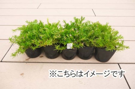 BS157_シバザクラ　ダニエル20個 花 苗 植物 家庭菜園 花壇 プランター ガーデニング 芝桜