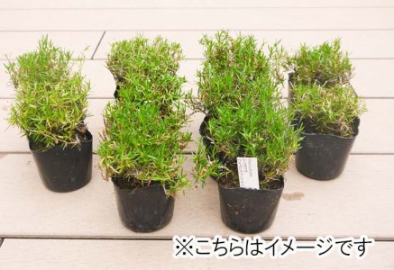 BS161_シバザクラ　エメラルドクッションブルー20個 花 苗 植物 家庭菜園 花壇 プランター ガーデニング 芝桜