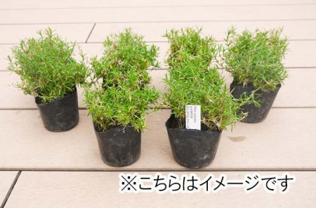 BS162_シバザクラ　ロンスドルファースコーン20個 花 苗 植物 家庭菜園 花壇 プランター ガーデニング 芝桜
