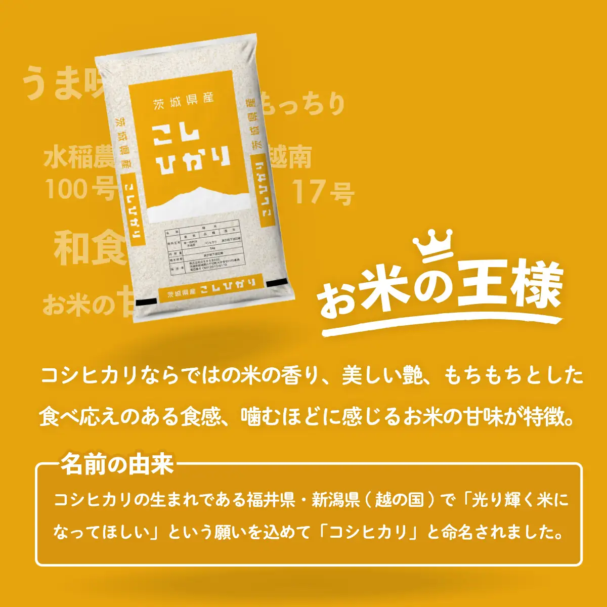 米 新米 令和8年産 コシヒカリ 10kg 9月発送
