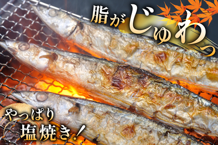 【期間限定発送】 生 さんま 10尾 