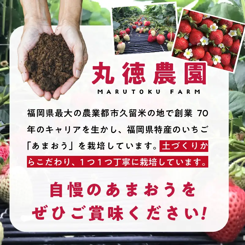 【2027年2月より順次発送】丸徳農園の福岡県産あまおう_ あまおう いちご 果物 フルーツ 〔Fi038〕