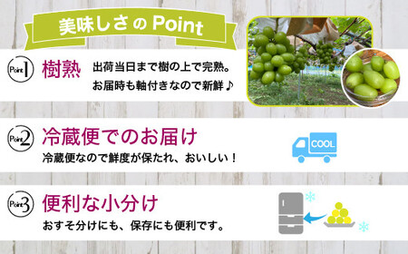 【早期予約】訳あり シャインマスカット 約1kg 樹熟 粒 7パック｜ 樹熟 粒 7パック 富山県産 マスカット ぶどう ブドウ 葡萄 ※北海道・沖縄・離島への配送不可 ※2026年10月～発送