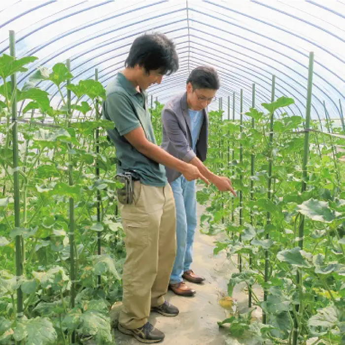 【2027年度産 先行予約・数量限定】北海道の森が育てた奇跡のキングメロン 2玉