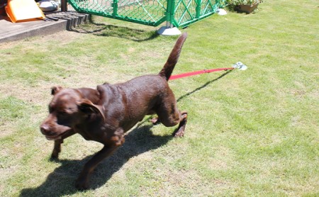 大型犬も安全に守るドッグポール　大型犬用フレペグ 雑貨 日用品 
