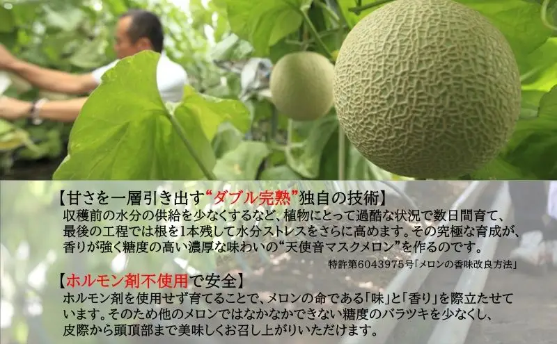天使音（あまね）マスクメロン 1玉（1.4kg以上）高級 フルーツ 果物 メロン 静岡 浜松市【配送不可：離島】