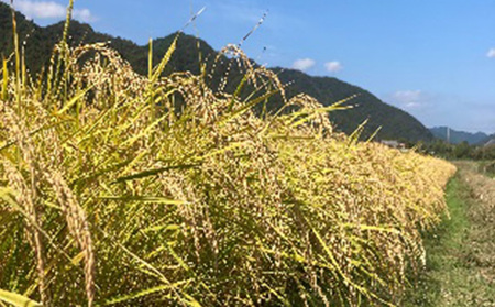 お米 自然米 4.8kg 無農薬 有機JAS お米