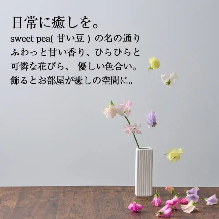 ＜先行予約受付中！2026年12月中旬から順次発送予定＞門川町産スイートピーミックス(計100本・50本×2束) 花  ギフト 【AL-1】【安田農園】 