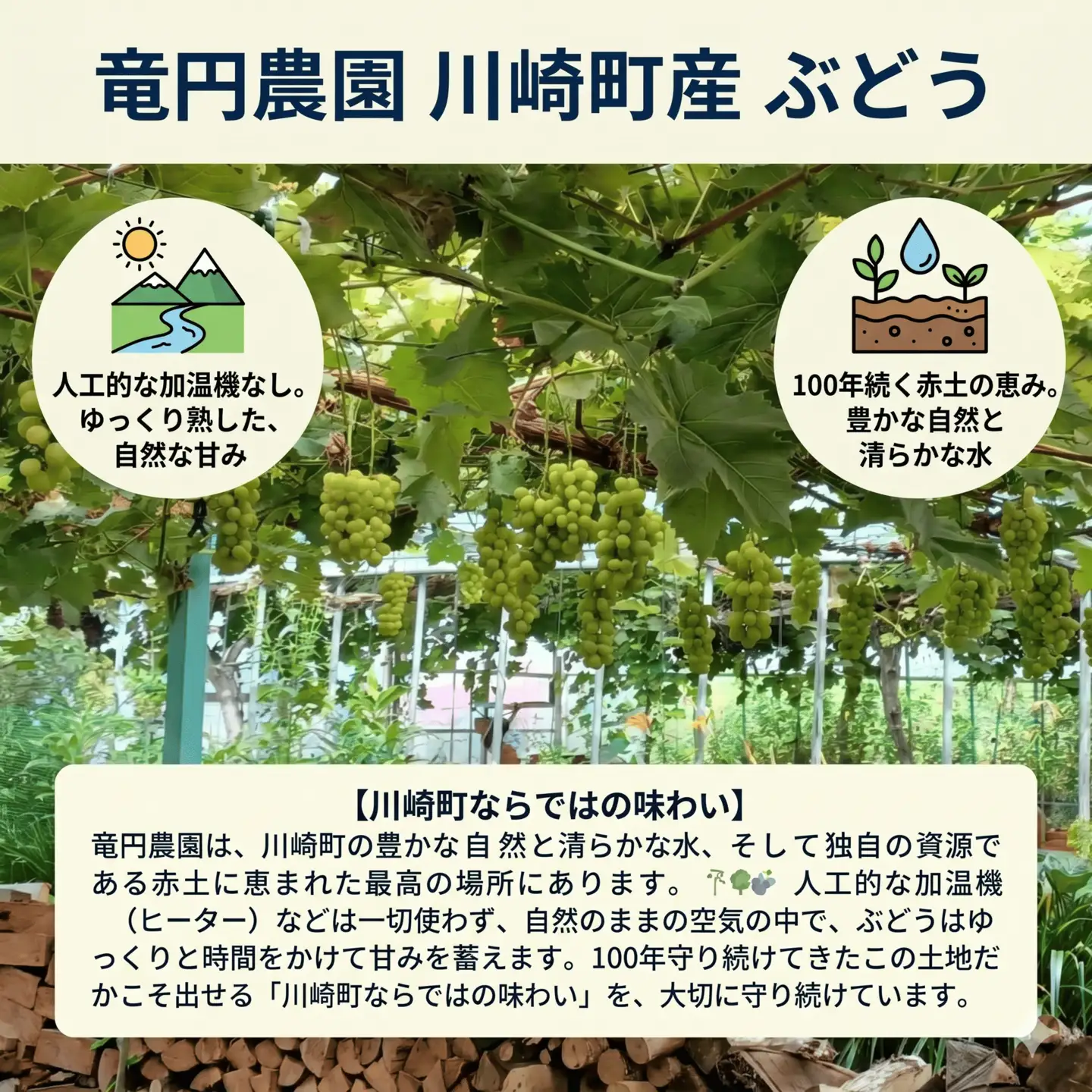 新鮮産直！巨峰 約1.5kg 2～4房【2027年発送】葡萄 フルーツ ぶどう RYE