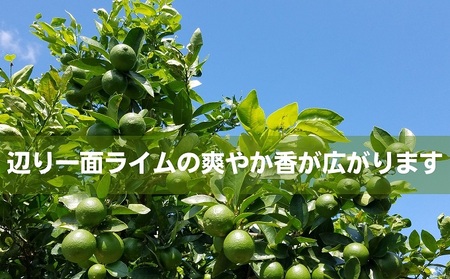 ライム 柑橘 豊島ライム 瀬戸内産 ライム【約2kg】