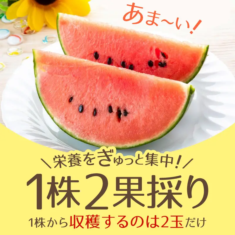 【先行予約】小玉すいか 愛娘(まなむすめ) 2kg以上 2玉入 ＜大玉のようなシャリ感！皮際まで抜群に甘い＞ ／ 期間限定 あわら 果物 フルーツ 産地直送  スイカ 小玉スイカ ※2027年6月上旬より順次発送 [aw039-a017]