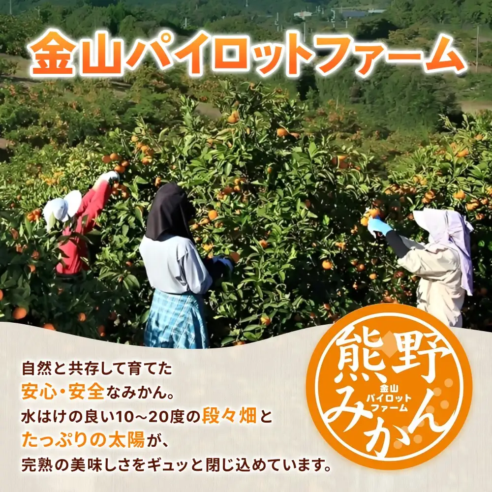 みかん 早生温州みかん 5㎏【knpr0014A】