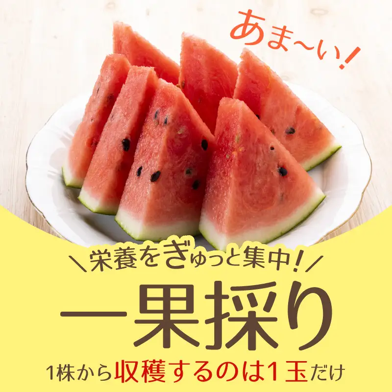 先行予約】大玉スイカ（7kg以上 1玉入) 皮際まで甘い！シャリ感も抜群