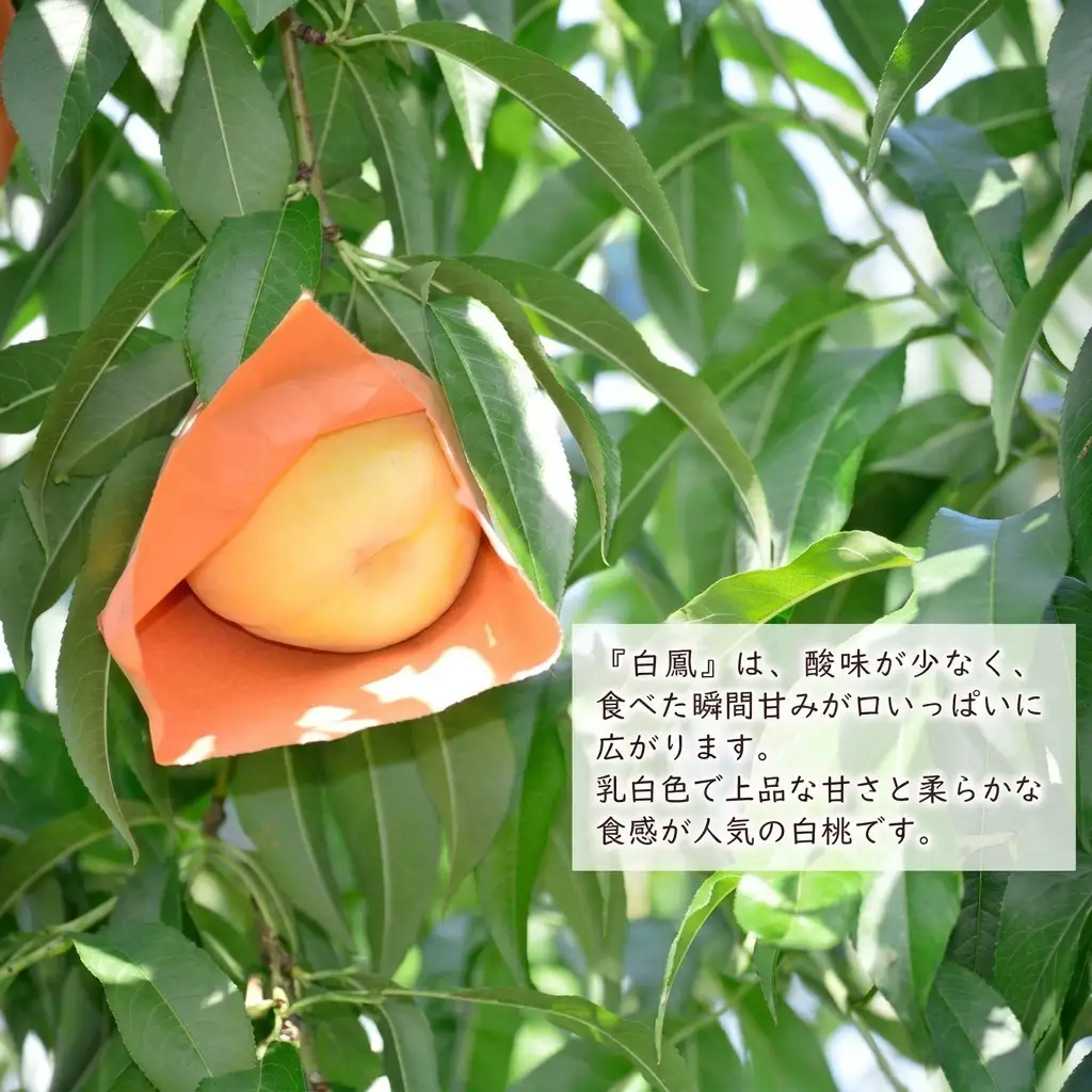 【 2027年 先行予約】 桃 岡山県産 数量限定50箱 極撰 白鳳 （ 白桃 ） 2kg 厳選 大玉 6玉  《2027年7月上旬-7月中旬頃出荷》岡山 スイーツ フルーツ 果物 先行予約 数量限定 期間限定 岡山 里庄町 