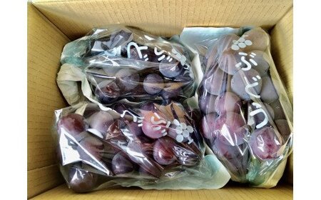 【予約受付】ブラックオリンピア 約1kg（2～3房）【8月中に順次発送】 巨峰に似たはちみつぶどうと呼ばれる幻のぶどう 【nuk114A】