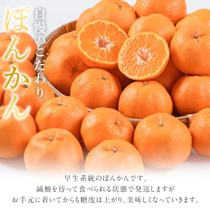 ＜先行予約受付中！2026年12月下旬以降順次発送予定＞数量限定！鹿児島県産 手詰めぽんかん(計約5kg・2L or 3L) 旬 フルーツ 果物 くだもの ポンカン 早生系統 デザート ノーワックス 阿久根市産 期間限定 数量限定 手詰 手作業【三笠農業生産】akn051-01