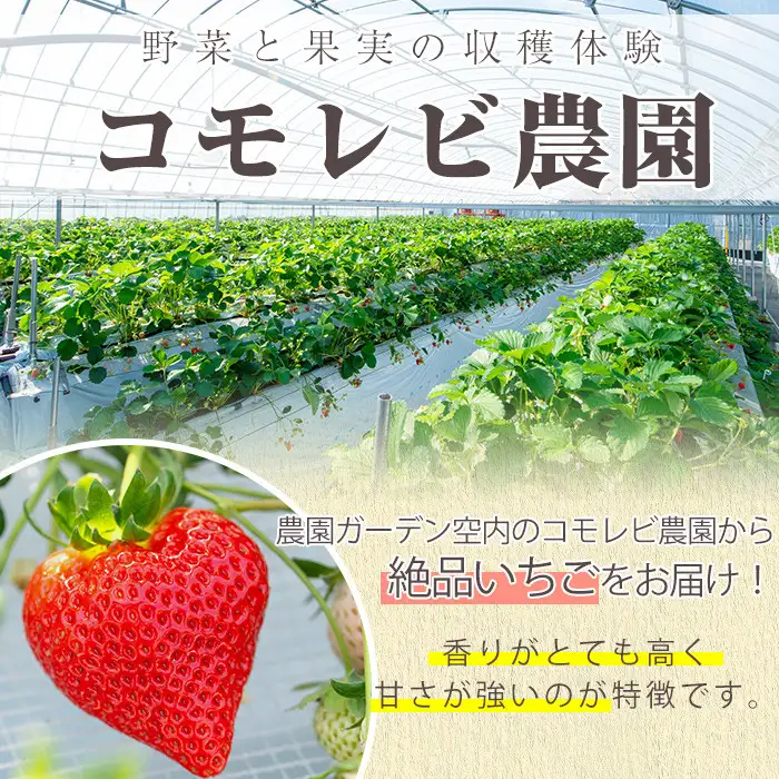 ＜先行予約受付中！2026年12月上旬以降順次発送予定＞凍眠君使用！農園ガーデン空産冷凍いちご(計1.8kg・600g×3P)国産 鹿児島県産 いちご イチゴ 苺 恋みのり 紅ほっぺ かおり野 フルーツ 果物 くだもの おやつ 冷凍 凍眠 フローズン 自社農園【農園ガーデン空】akn026-04