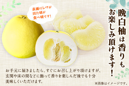 森田果樹園の晩白柚 1玉 森田果樹園《12月中旬-2月末頃出荷》果物 フルーツ サボン 熊本