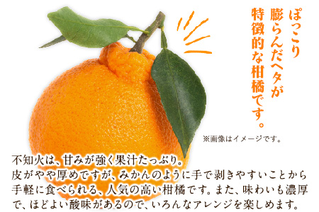 森田果樹園の不知火 5kg《2027年2月中旬-4月下旬頃出荷》森田果樹園 果物 フルーツ 柑橘 熊本