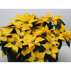 【 先行予約 ：2026年11月発送 】 花 ポインセチア イエロー  5号 クリスマス 花
