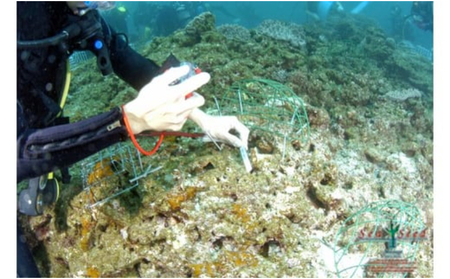 【SeaSeed】養殖サンゴ　8株の移植放流