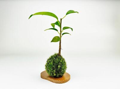 ガジュマルの苔玉(苔玉用屋久杉皿付き)