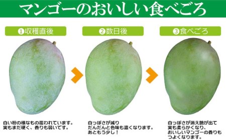 【先行受付】【2027年発送】屋宜原農園が丹精込めた「キーツマンゴー」約2kg - 先行予約 沖縄 産地直送 南国フルーツ 旬の味覚 沖縄県産 国産マンゴー 希少種 オススメ 沖縄県 八重瀬町