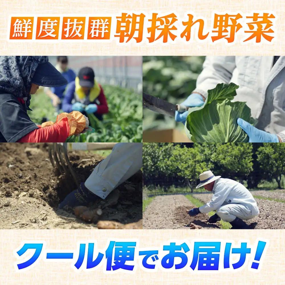 【最速発送】土佐の太陽をいっぱいに浴びた旬の野菜セット「大」【土佐野菜】 [ATBA002]　スピード 最短 最速 発送 春 春野菜 旬野菜 野菜詰め合わせ