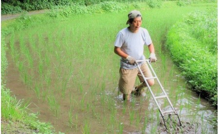【予約受付】【３ヶ月定期便】令和７年産・新米 きよら米 ３kg 3ヶ月 定期便 白米 玄米 食べ比べ あきげしき 米 お米 玄米対応可能 ご飯 ごはん 無農薬 農薬不使用 有機栽培 真空パック 産地直送 あっぷるみんと 熊本 南小国 送料無料