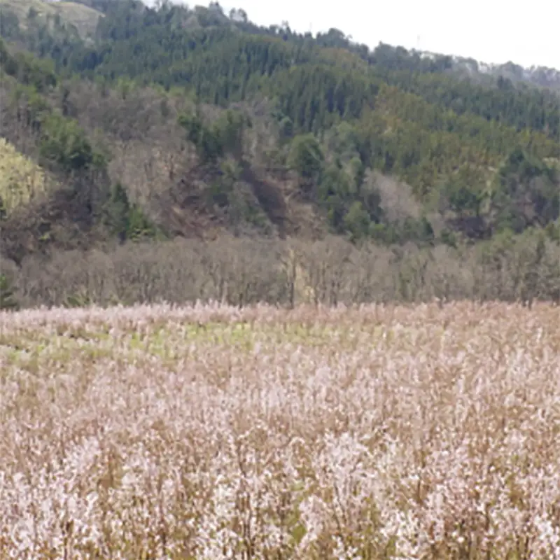 FYN9-452 【2027年3月中旬お届け】 山形県 西川町産 啓翁桜 1束(80cm×10本) 2027年3月中旬から順次発送 学校 卒業 卒業式 春 桜 さくら サクラ 花 フラワー 飾り 山形県 西川町 月山