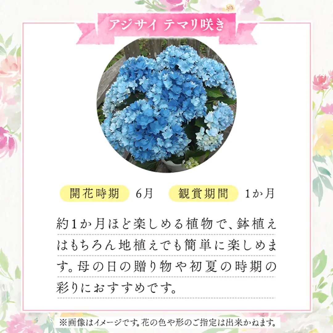 ≪先行予約≫ アジサイ テマリ咲き【 おまかせ 1点 】 【2027年4月上旬頃より発送開始】