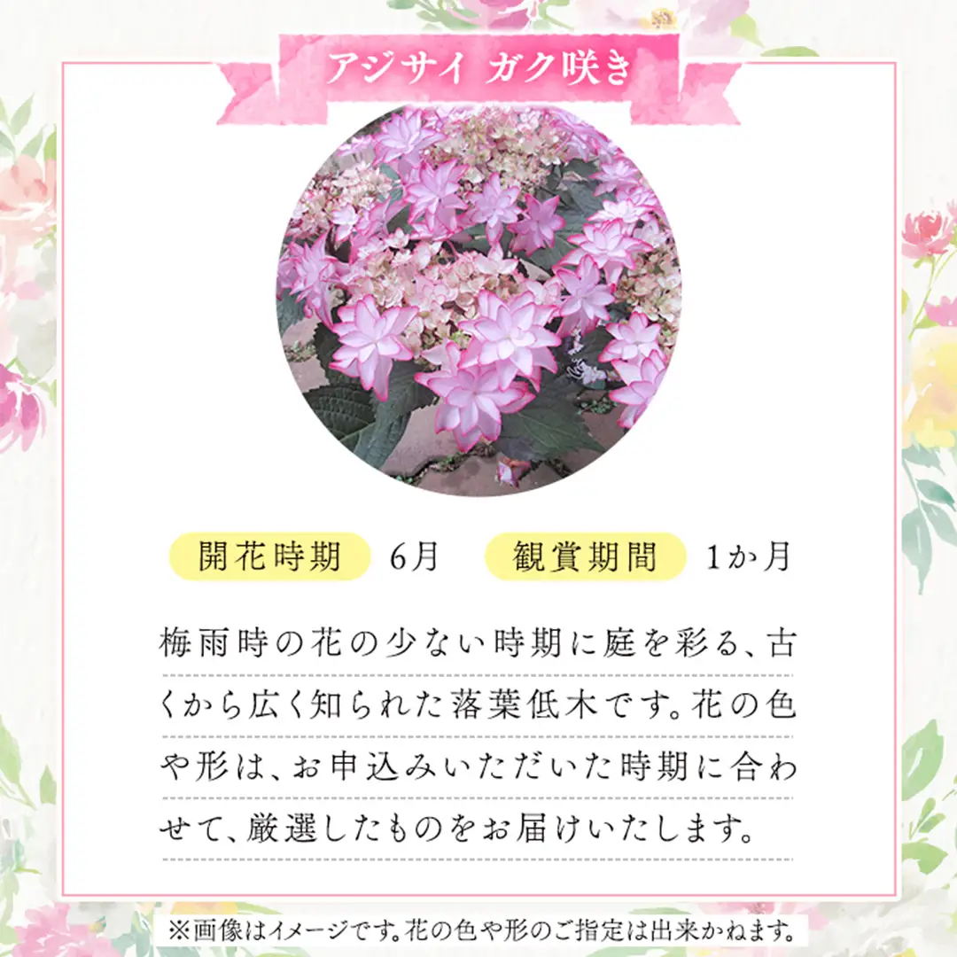 ≪先行予約≫ アジサイ ガク咲き 【 おまかせ 1点 】 【2027年4月上旬頃より発送開始】