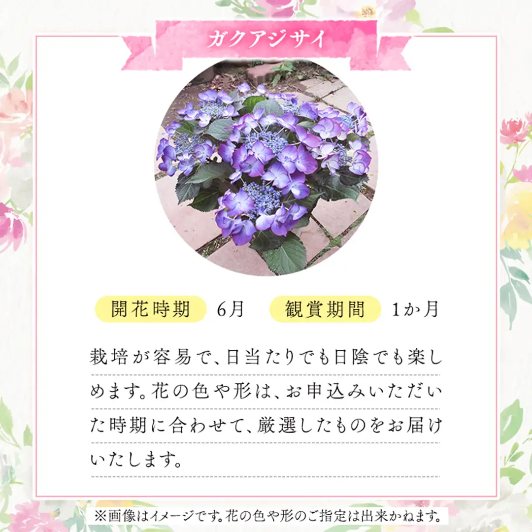 ≪先行予約≫ ガク アジサイ 【 おまかせ 1点 】【2027年4月上旬頃より発送開始】