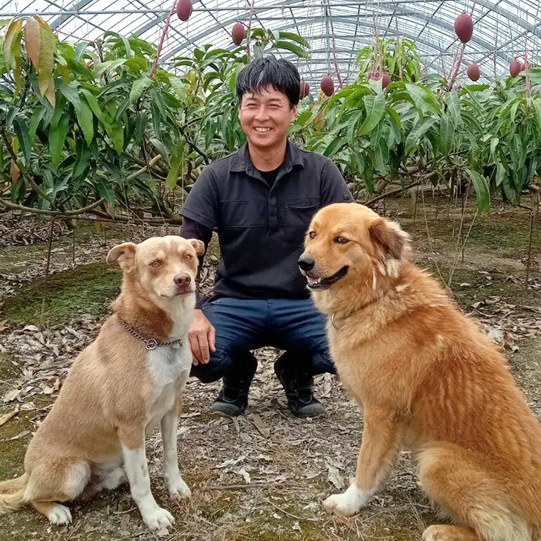 【 先行予約 2026年 発送 】 かねよしマンゴーの甘くとろける マンゴー 2kg ( 贈答用 ) 沖縄県産 アップルマンゴー アーウィンマンゴー 2キロ 国産 完熟マンゴー 果物 くだもの フルーツ 完熟 夏 旬 沖縄 産地直送 農家直送 ギフト 贈答品 糸満市 93-3