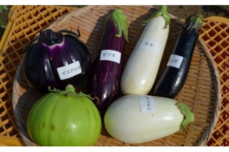 力丸さんのこだわりカラフル野菜　【11218-0182】