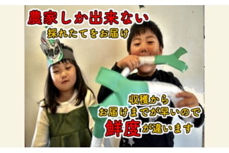 ＜先行予約＞深谷新戒産　深谷ねぎ　5kg　【11218-0381】