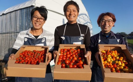トマトジュース詰め合せセット 果汁飲料 野菜飲料 野菜 