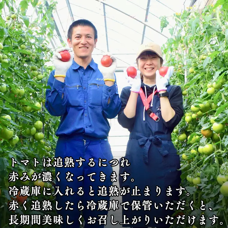 《 2027年 収穫分 》2～6月配送 超大玉 フルーツトマト 大箱 約2.8kg × 1箱 (14～18玉/1箱) 糖度7度以上 先行予約 茨城県 桜川市 KEK 国産 トマト ブランドトマト 野菜 ギフト 贈答 [BC021sa]