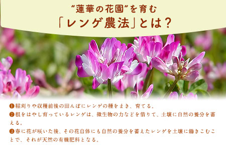 蓮華の花園(もち米) 5kg 精米 JAやつしろカントリー利用組合 熊本県 氷川町《30日以内に出荷予定(土日祝除く)》