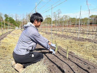 アスパラガス 先行予約 2026年 夏アスパラガス 約1kg+100g L～2L 厳選 佐藤農園 アスパラ グリーンアスパラ 野菜 夏野菜 夏 旬 旬の野菜 産地直送 青森 青森県 鰺ヶ沢町 冷蔵 冷蔵配送 7月～9月発送
