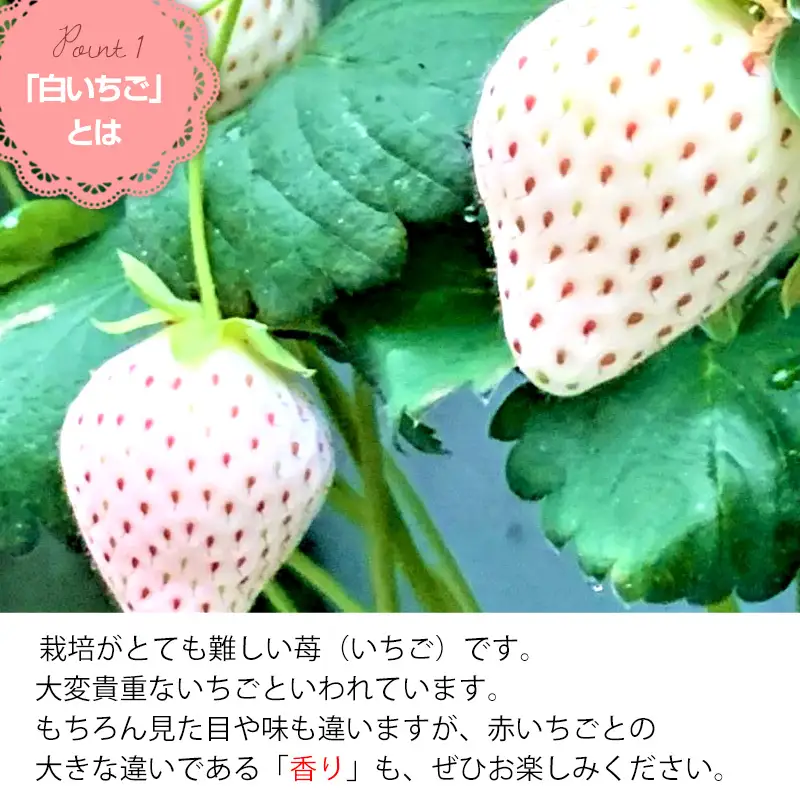 『先行予約』【令和9年2月上旬から4月下旬までにお届け】白い宝石 白いちご 450g 贈答用 いちご イチゴ 苺 フルーツ 果物 希少