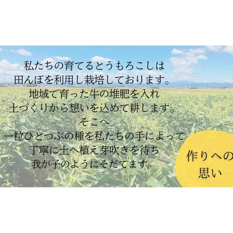 とうもろこし 先行予約 数量限定 甘々娘 コーン とうもろこし