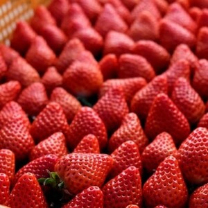 いちごセット あまおう 紅ほっぺ 福田ファーム いちごセット【各2パック(280g×4)】