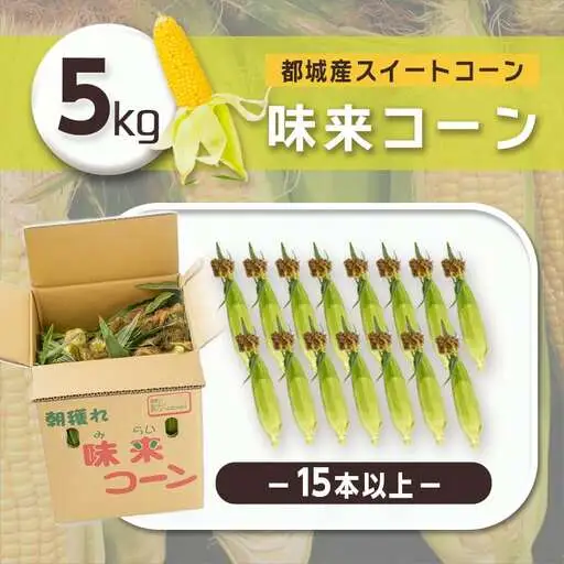 【先行受付】朝どれ!!都城産スイートコーン(味来コーン)5kg 15本以上〔B4-001-6〕_(都城市) 朝どれ とうもろこし スイートコーン 5キロ 約15本以上 産地直送 みずみずしい あまい