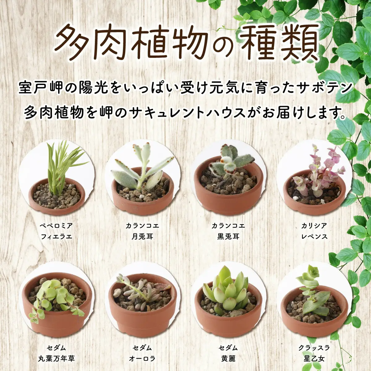 多肉植物の小苗40本（種類）セット