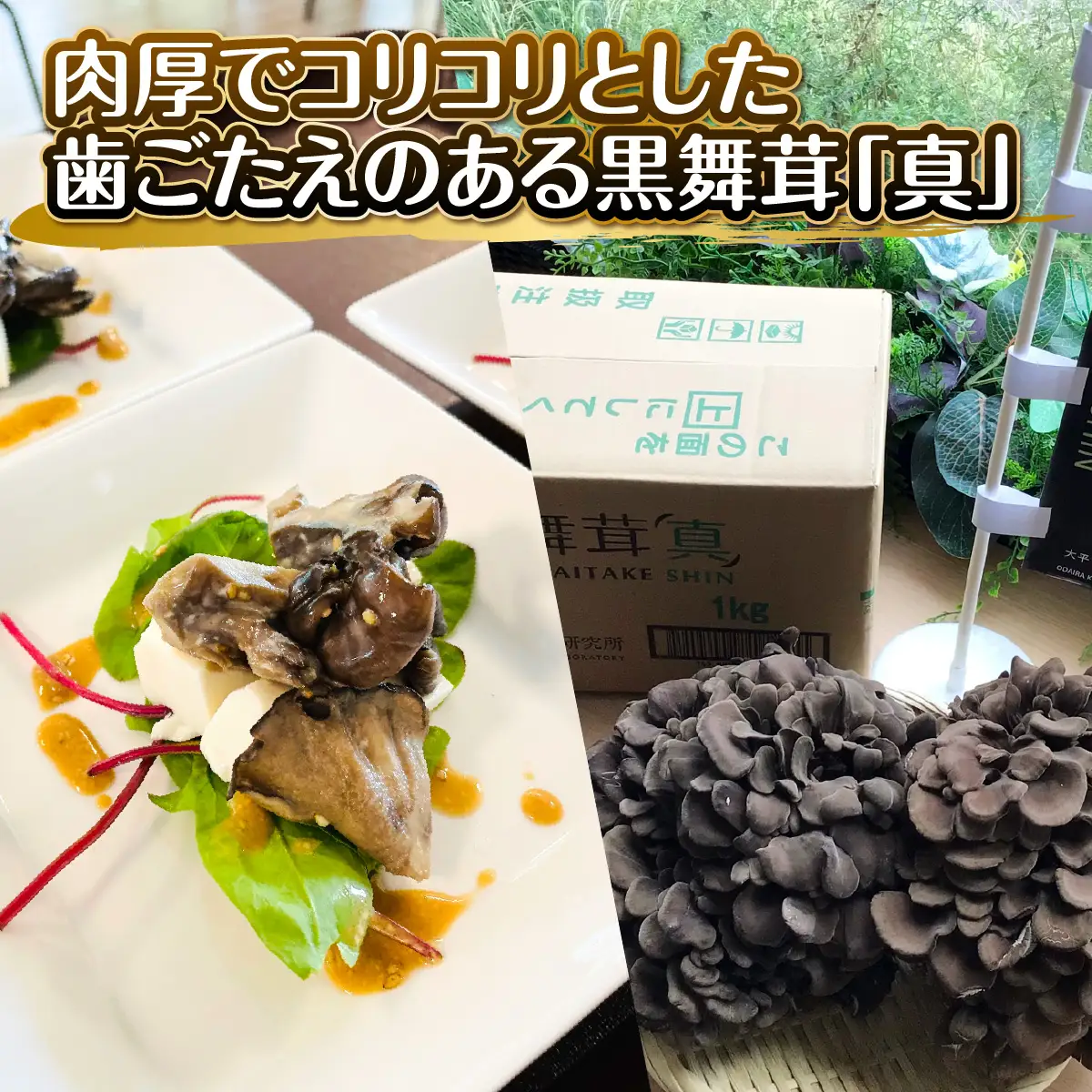 黒舞茸「真」 1kg きのこ マイタケ HNNAW001