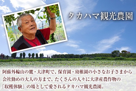 熊本県大津町産 ふくむらさき 5kg《2027年2月上旬-4月下旬頃出荷》 タカハマ観光農園 さつまいも 芋 紫芋 高糖度